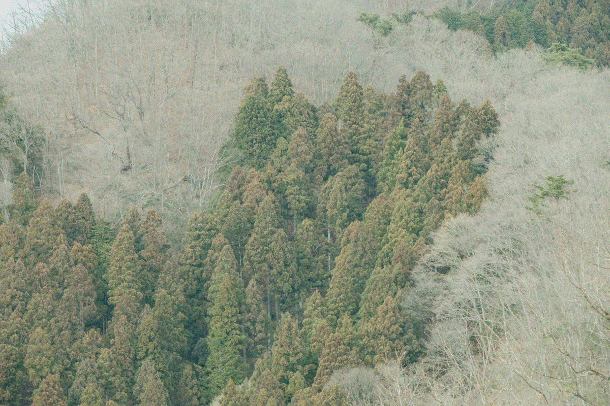 田中林業FSCの森