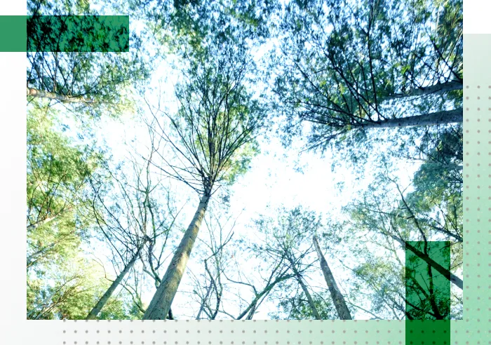 森林認証コンサルティング