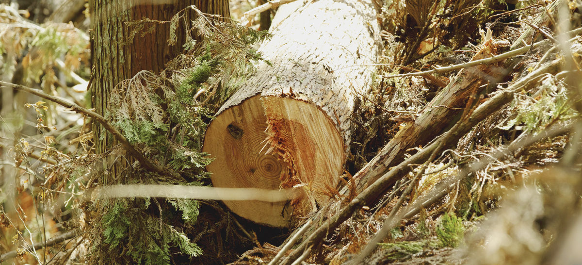 木材合法性の歴史